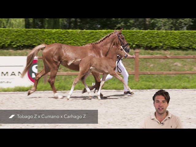 Take Off Z (Tobago Z x Cumano)