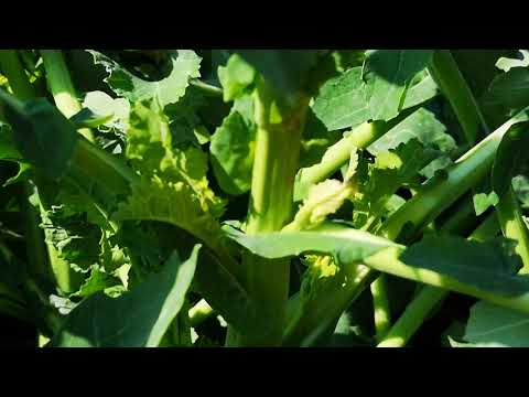 Starker Nachtfrost. Blatterfrierungen am Raps. Welche Schäden sind zu erwarten.