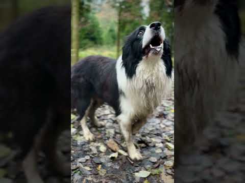 King of the forests #king  #bordercollie #forest