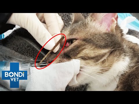 Enormous Stick Pulled From Behind Cat's Eye 😱 | Bondi Vet Clips | Bondi Vet