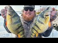 Giant Lake Erie Perch! (Limited Out!) (2024)