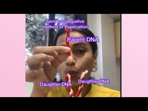 Semi conservative method of DNA Replication