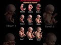 Fetal Development Month by Month | How Baby Grows in the Womb