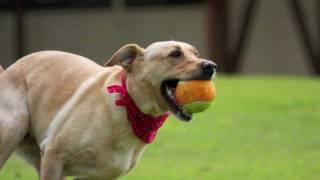 Walkin' The Dog-Run C & W