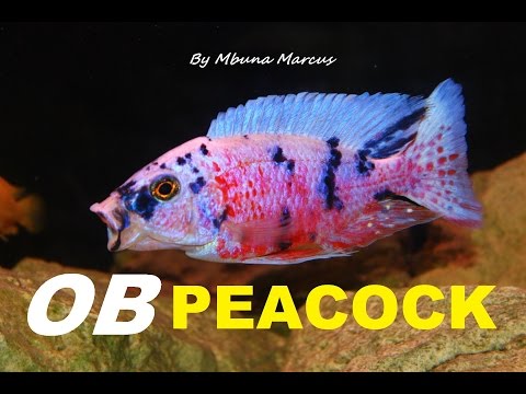 Watch Video on YouTube