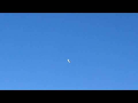 Will's "Lethal Threat" Qhor