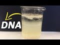 Extraction Of Dna From Banana Lab Report Pdf