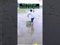 Rice Seedlings Throwing  Method #satisfying #short