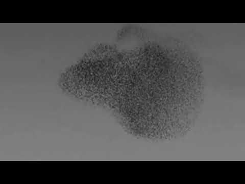 Free - Jako diaz feat. Oli Gosh