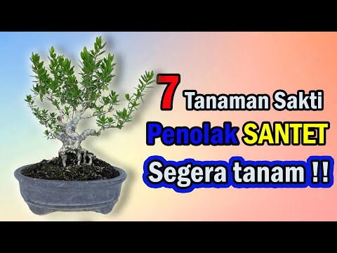 , title : '7 TANAMAN SAKTI PENANGKAL SANTET'