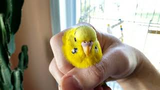 Budgie Boy or Girl? Male or Female Parakeet? How to Determine Gender of Young and Adult Budgerigar