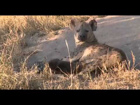 March 09, 2015PM/Sunset WildEarth LiveSafari Drive