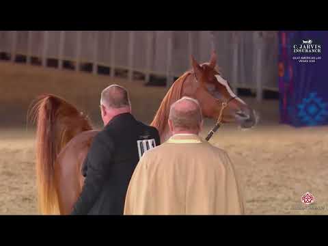 N 61 SIERRAS GOLD RUSH V   GCAT Americas Las Vegas 2025   Junior Fillies A Class 2A