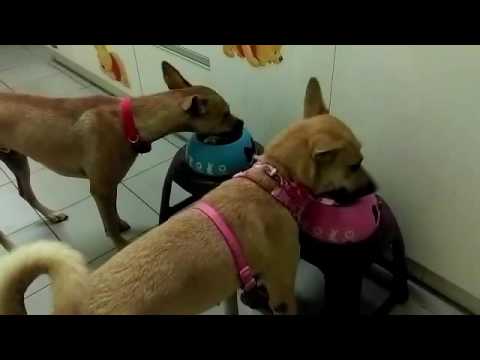 Alima has no food aggression.