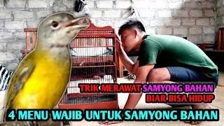 Download lagu SAMYONG treatment ingredients to make you want to eat alive and not stressed, SAMYONG TREATMENT I... mp3 Download lagu SAMYONG treatment ingredients to make you want to eat alive and not stressed, SAMYONG TREATMENT I... mp3