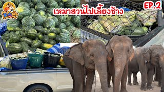 เหมาสวนแตงโม เลี้ยงช้างตกงาน  วันเกิดพี่นุ่น KidsMeSong   Ep.2