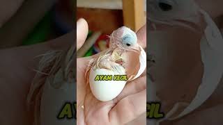 Download lagu WAJIB TAU! Telur ayam indukan muda bisakah menetas? mp3