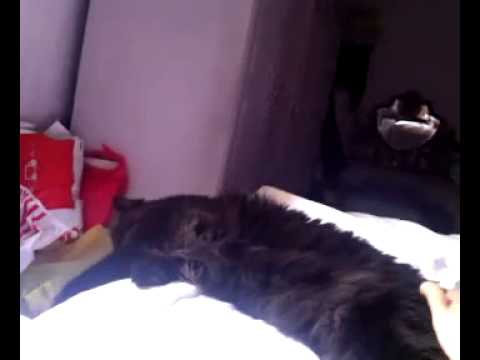 Qik - don't annoy the cat by haytham farouk