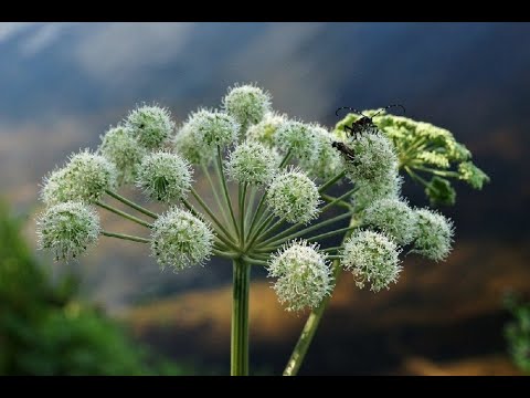 Дягиль (дягильник, ангелика, анжелика, коровник, сладкий ствол). Использование как специи и приправы