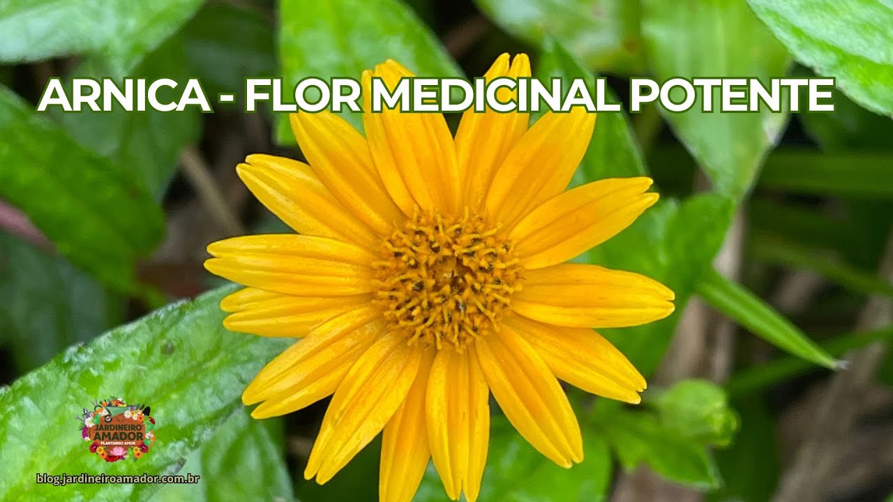 ARNICA É UMAFLOR MEDICINAL PODEROSA