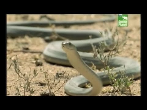 Austin Stevens - Snakemaster - In Search of the Black Mamba (Only short clip)