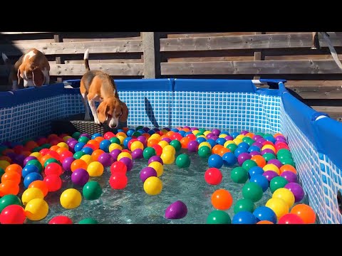 Surprise! Beagle Dogs Enjoy a Ball Pit Pool Party!