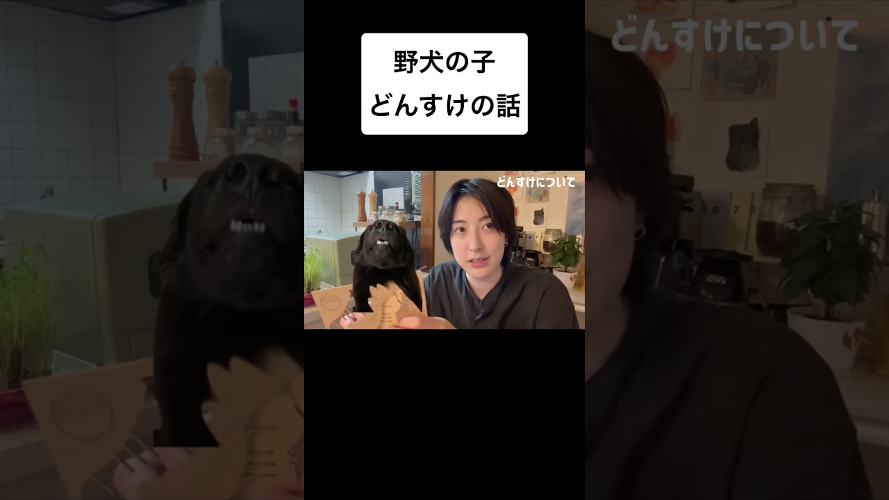 野犬の子どんすけ、もう24キロに…