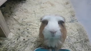 Download lagu 我家的豚鼠/荷兰猪现状, 另外传授大家一个减压的方法..XD (Guinea Pig) mp3