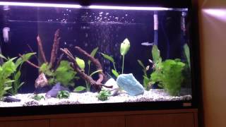 Download lagu Fluval Roma 200 with tiger barbs and silver shark mp3 Download lagu Fluval Roma 200 with tiger barbs and silver shark mp3