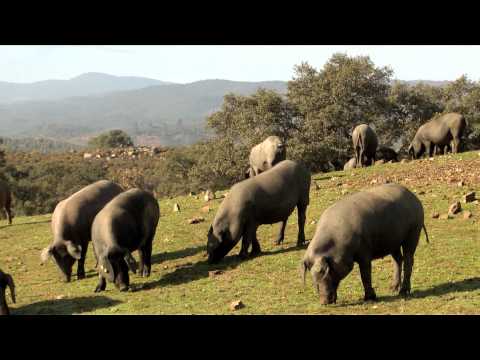 The Iberian pig in the dehesa