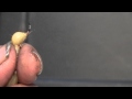 Hadrurus spadix venom build up 