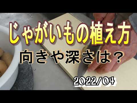 じゃがいもの植え方の向きと深さは？気になる切り方も含めて動画レポ | ゆうがの楽々家庭菜園　