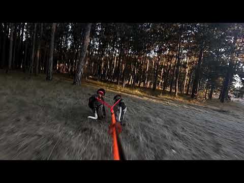 Bikejöring im Doppelgespann