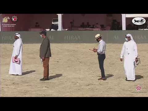 N 377 GHAALI   Al Dhafrah Arabian Horse Championship 2021   Colts 3 Years Old Class 8A