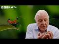 99 Iconic Moments From Sir David Attenborough BBC Earth