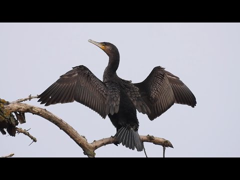 Der Kormoran – ungeliebt und doch faszinierend