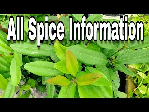 download lagu mp3 mp4 Spice Leaf, download lagu Spice Leaf gratis, unduh video klip Spice Leaf
