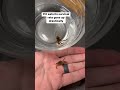 Can I Raise A BABY OCTOPUS