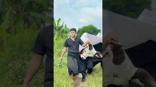 Download lagu banteng arek budoyo mulai beraksi..!! #arekbudoyo #jaranan mp3