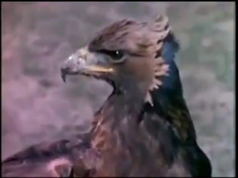 American Badger steals Bobcat kill and fights off Golden Eagle