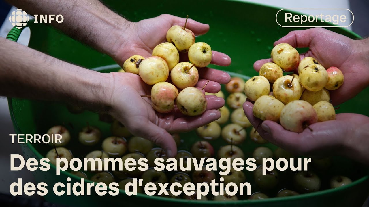 La quête des futures pommes à cidre du Québec | La semaine verte