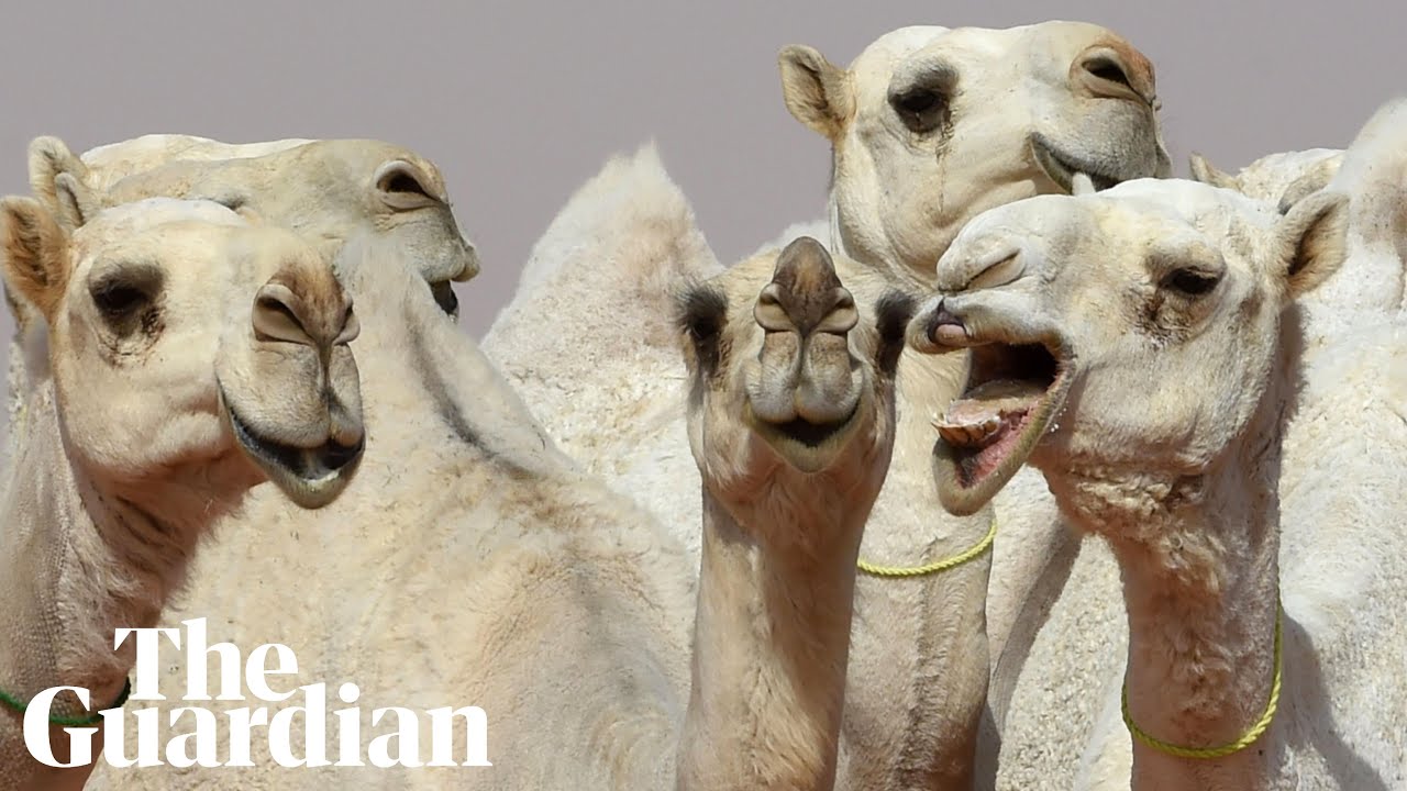 Lip service: camels get ‘Botox’ at Saudi beauty pageant thumnail