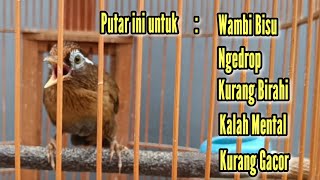 Download lagu WAMBI NGECIR BIKIN JANTAN GACOR mp3