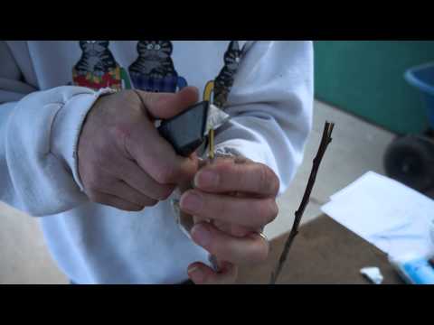 Local Apricot Cleft Grafting: Scion to Rootstock Guide