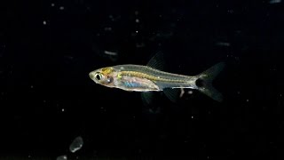 Tiny Schooler! Dwarf Scissortail-Species Spotlight