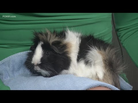 Morticia the Guinea pig | Pet on the Set - YouTube