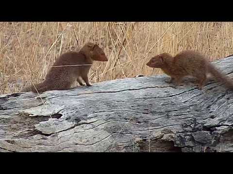 Djuma: Slender Mongoose pair - 08:14 - 08/02/19