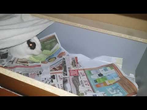 bunny eats cabbage#2