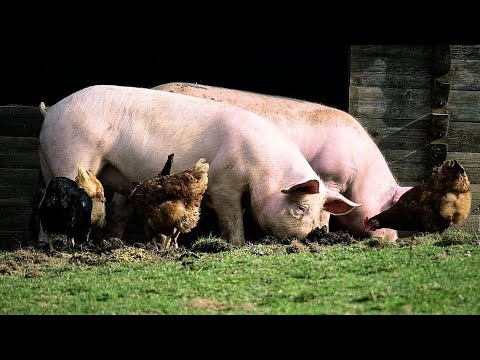 , title : 'Породы свиней.Какую породу свиней выбрать для дома?'