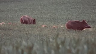 Weizenschweine und Brunft | Jahresrückblick 2020 | Feld und Jagd